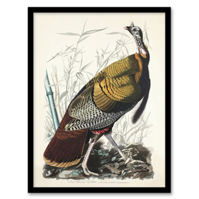 Artery8 Birds Of America Wild Turkey Audubon Nature Framed Wall Art Print 12X16" from B&Q