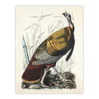 Artery8 Birds Of America Wild Turkey Audubon Nature Wall Art Poster Print 12X16" from B&Q