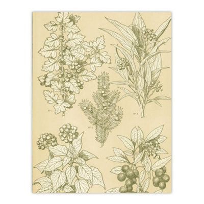 B&Q -  Leaves From Nature No 7 Botanical Jones Vintage Wall Art Poster Print 12X16"