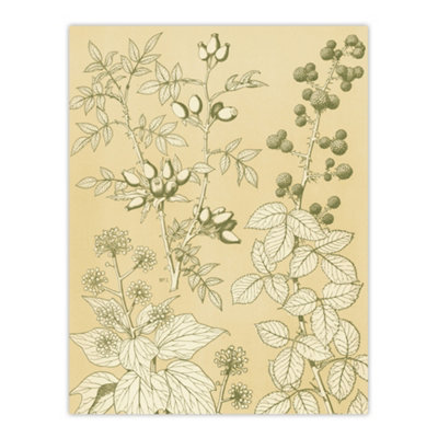 B&Q -  Wild Rose Ivy Blackberry Botanical Jones Vintage Wall Art Poster Print 12X16"