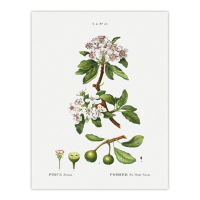 Artery8 Almond Leaved Pear Tree Redoute Vintage Wall Art Poster Print 12X16" from B&Q