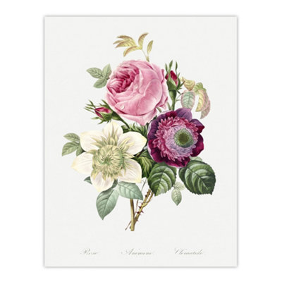 B&Q -  Anemone And Cabbage Rose Flower Redoute Vintage Wall Art Poster Print 12X16"