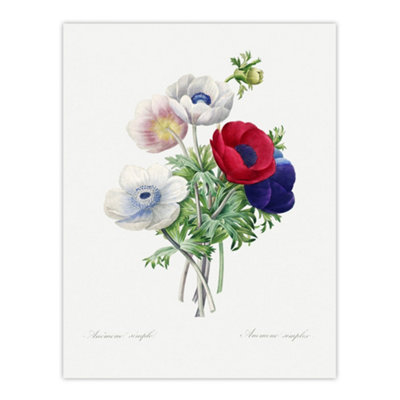 B&Q -  Anemone Flowers Botanical Redoute Vintage Wall Art Poster Print 12X16"