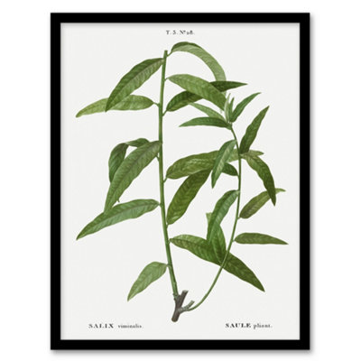 Artery8 Basket Willow Botanical Redoute Vintage Framed Wall Art Print 12X16"
