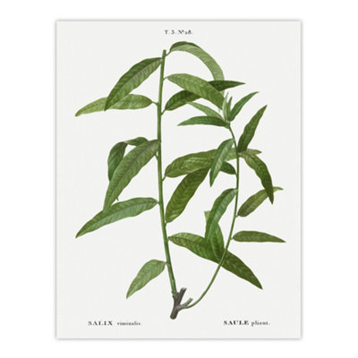 Artery8 Basket Willow Botanical Redoute Vintage Wall Art Poster Print 12X16"