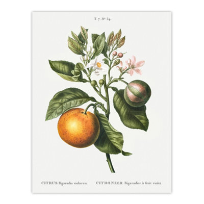 Artery8 Bitter Orange Botanical Redoute Vintage Wall Art Poster Print 12X16" from B&Q