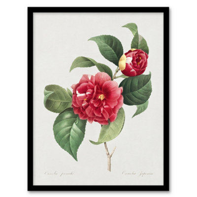 B&Q -  Camelia Floral Illustration Redoute Vintage Framed Wall Art Print 12X16"