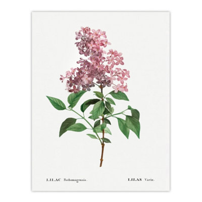 Artery8 Chinese Lilac Floral Redoute Vintage Wall Art Poster Print 12X16" from B&Q