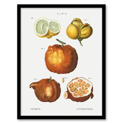 Artery8 Citrus Fruit Illustration Redoute Vintage Framed Wall Art Print 12X16" from B&Q
