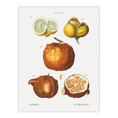 Artery8 Citrus Fruit Illustration Redoute Vintage Wall Art Poster Print 12X16" from B&Q