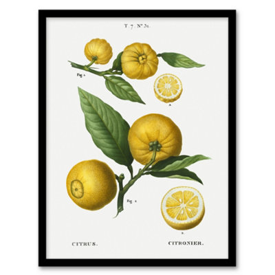 Artery8 Clusters Of Citrus Fruit Redoute Vintage Framed Wall Art Print 12X16" from B&Q
