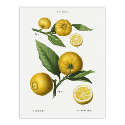 Artery8 Clusters Of Citrus Fruit Redoute Vintage Wall Art Poster Print 12X16" from B&Q