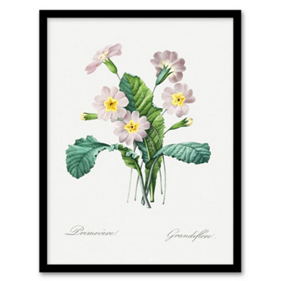 Artery8 Primrose Floral Illustration Redoute Vintage Framed Wall Art Print 12X16" from B&Q