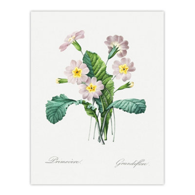 Artery8 Primrose Floral Illustration Redoute Vintage Wall Art Poster Print 12X16" from B&Q