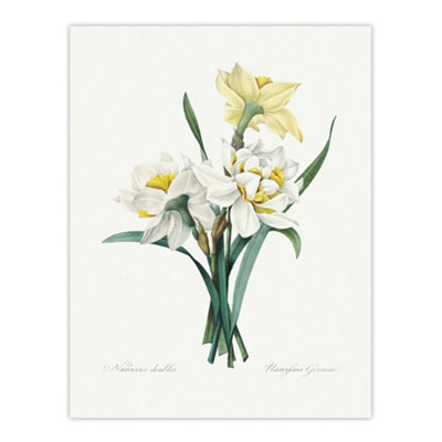 Artery8 Daffodil Floral Illustration Redoute Vintage Wall Art Poster Print 12X16" from B&Q