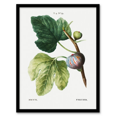 Artery8 Botanical Ficus Carica Fig Redoute Vintage Framed Wall Art Print 12X16" from B&Q