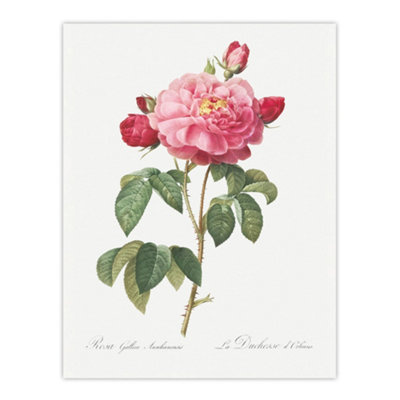 Artery8 French Rose Botanical Redoute Vintage Wall Art Poster Print 12X16"