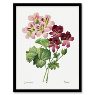 Artery8 Geranium Flowers Illustration Redoute Vintage Framed Wall Art Print 12X16" from B&Q