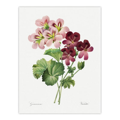 Artery8 Geranium Flowers Illustration Redoute Vintage Wall Art Poster Print 12X16" from B&Q