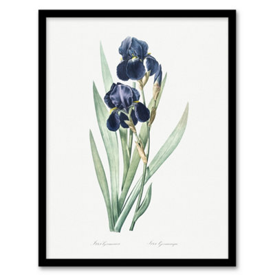 Artery8 Bearded Iris Botanical Redoute Vintage Framed Wall Art Print 12X16" from B&Q