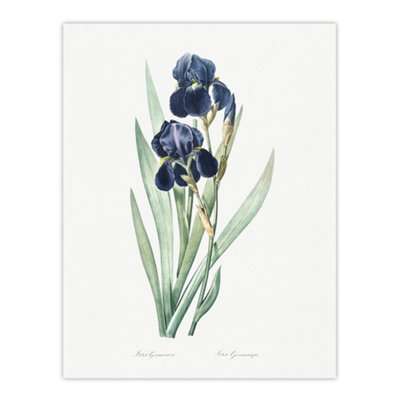 Artery8 Bearded Iris Botanical Redoute Vintage Wall Art Poster Print 12X16" from B&Q