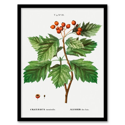 B&Q -  Hawthorn Botanical Illustration Redoute Vintage Framed Wall Art Print 12X16"