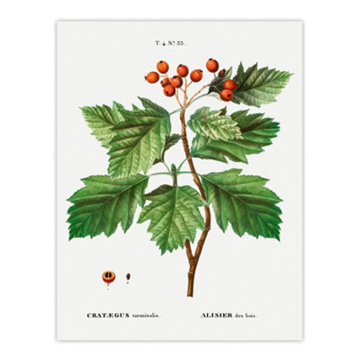 Artery8 Hawthorn Botanical Illustration Redoute Vintage Wall Art Poster Print 12X16" from B&Q