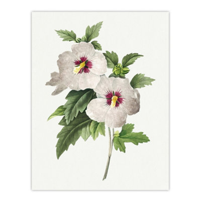 Artery8 Hibiscus Flower Illustration Redoute Vintage Wall Art Poster Print 12X16" from B&Q
