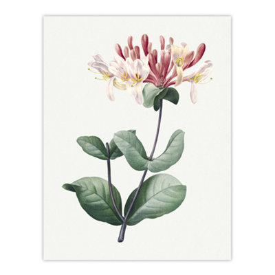 Artery8 Honeysuckle Botanical Redoute Vintage Wall Art Poster Print 12X16"
