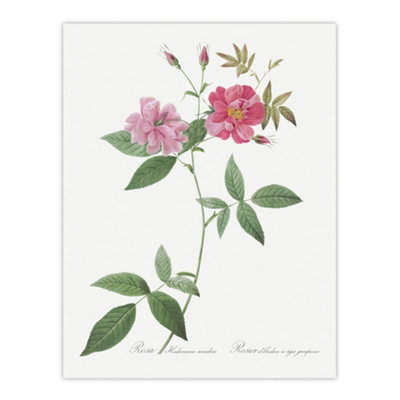 B&Q -  Hudson Rosehip Botanical Redoute Vintage Wall Art Poster Print 12X16"