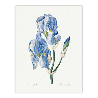 Artery8 Iris Pallida Botanical Redoute Vintage Wall Art Poster Print 12X16" from B&Q