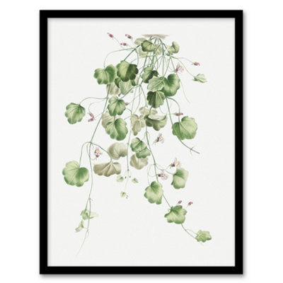 B&Q -  Kenilworth Ivy Botanical Redoute Vintage Framed Wall Art Print 12X16"