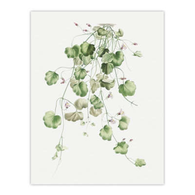 B&Q -  Kenilworth Ivy Botanical Redoute Vintage Wall Art Poster Print 12X16"