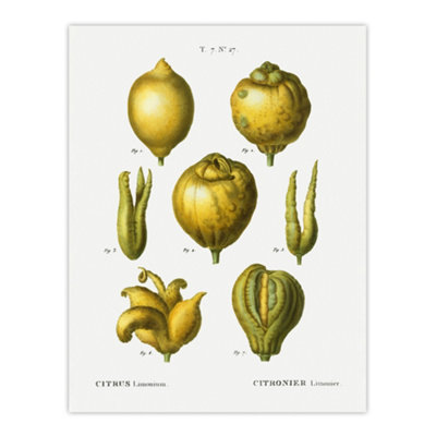 Artery8 Lemon Citrus Fruit Illustration Redoute Vintage Wall Art Poster Print 12X16" from B&Q