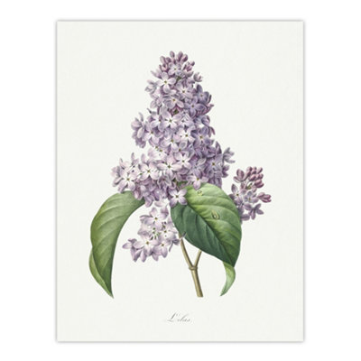 Artery8 Lilac Floral Illustration Redoute Vintage Wall Art Poster Print 12X16" from B&Q