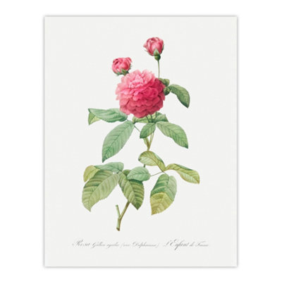 Artery8 Agatha Rose Botanical Redoute Vintage Wall Art Poster Print 12X16" from B&Q