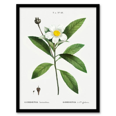 Artery8 Gordonia Tree Loblolly Bay Flowers Redoute Framed Wall Art Print 12X16" from B&Q