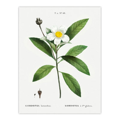 Artery8 Gordonia Tree Loblolly Bay Flowers Redoute Wall Art Poster Print 12X16" from B&Q