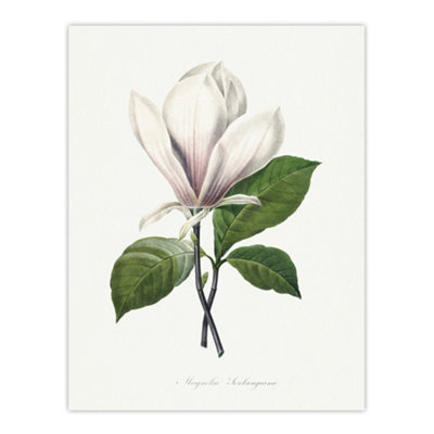 B&Q -  Saucer Magnolia Flower Redoute Vintage Wall Art Poster Print 12X16"