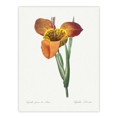 B&Q -  Tiger Flower Botanical Redoute Vintage Wall Art Poster Print 12X16"