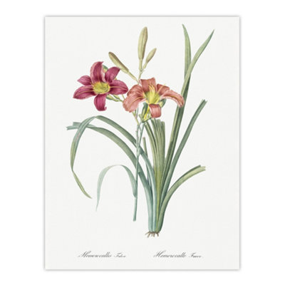 Artery8 Orange Daylily Floral Redoute Vintage Wall Art Poster Print 12X16" from B&Q