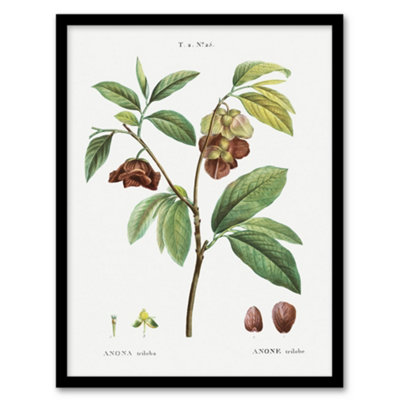 Artery8 Papaw Tree Botanical Redoute Vintage Framed Wall Art Print 12X16" from B&Q