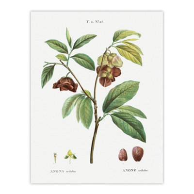 Artery8 Papaw Tree Botanical Redoute Vintage Wall Art Poster Print 12X16" from B&Q