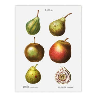 B&Q -  Pear Varieties Illustration Redoute Vintage Wall Art Poster Print 12X16"