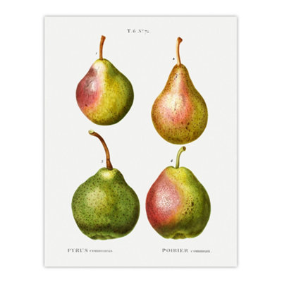 Artery8 Pear Fruit Illustration Redoute Vintage Wall Art Poster Print 12X16" from B&Q
