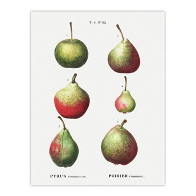 Artery8 Pear Fruit Varieties Redoute Vintage Wall Art Poster Print 12X16" from B&Q