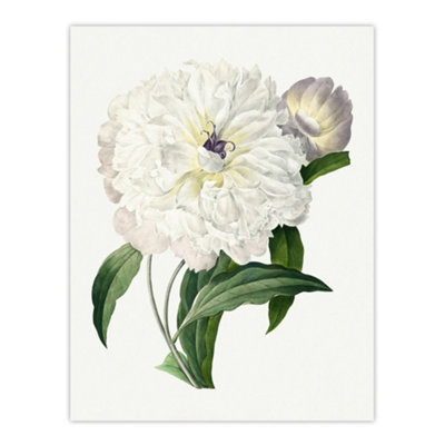 Artery8 Peony Flower Illustration Redoute Vintage Wall Art Poster Print 12X16" from B&Q