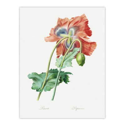 B&Q -  Poppy Flower Botanical Redoute Vintage Wall Art Poster Print 12X16"