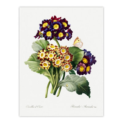 Artery8 Primrose Flowers Floral Redoute Vintage Wall Art Poster Print 12X16" from B&Q