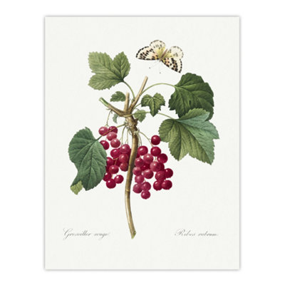 Artery8 Redcurrant Berries And Butterfly Redoute Vintage Wall Art Poster Print 12X16" from B&Q